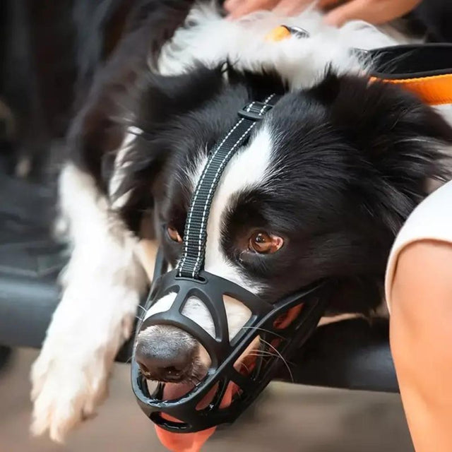 SafeBark • Hundebid