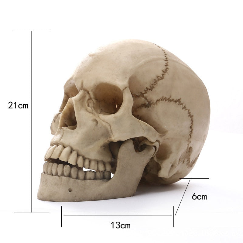 1:1 Menneskehoved Kranium Statue til Hjemmedekoration Resin Figurer Halloween Dekoration Skulptur Medicinsk Undervisnings Skitsemodel Håndværk