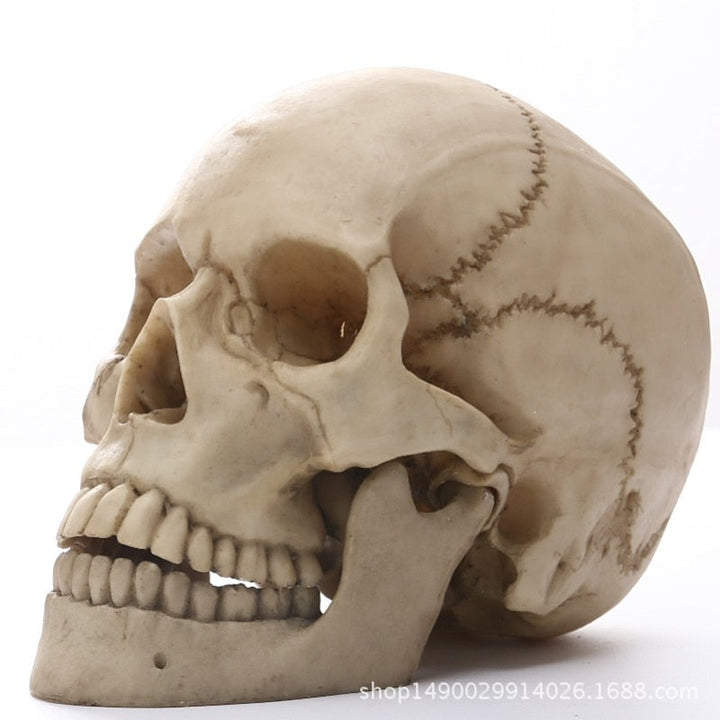 1:1 Menneskehoved Kranium Statue til Hjemmedekoration Resin Figurer Halloween Dekoration Skulptur Medicinsk Undervisnings Skitsemodel Håndværk
