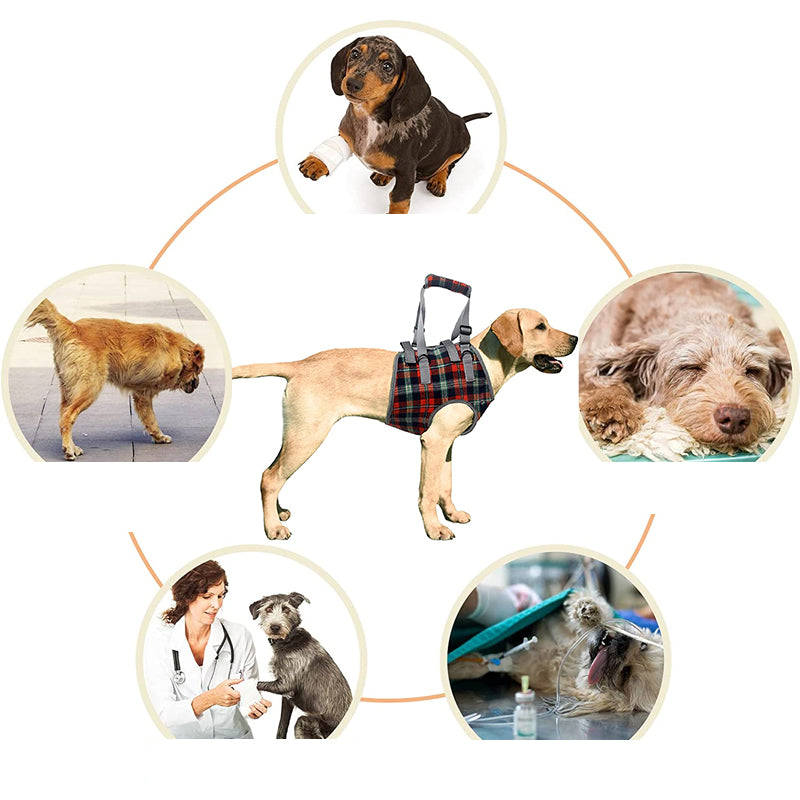 Ortopædisk Bagben Støtte Sele til Hunde – Ideel til Artritis, Hofte Dysplasi &amp; Mobilitets Hjælp