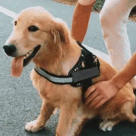 Anti Choke Hundesele