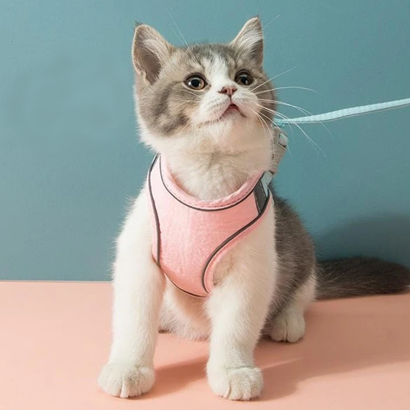 Katte Vest Sele og Snor Sæt