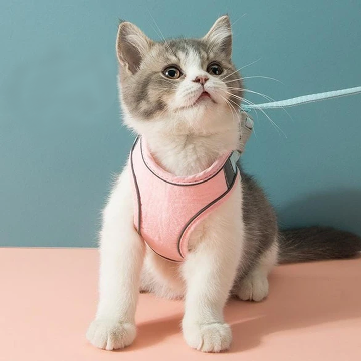 Katte Vest Sele og Snor Sæt