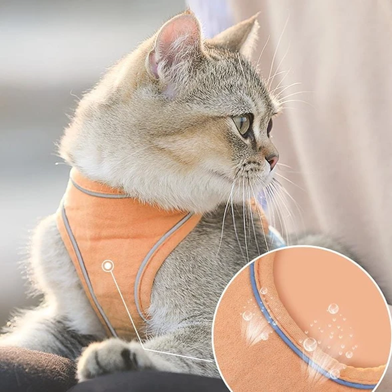 Katte Vest Sele og Snor Sæt