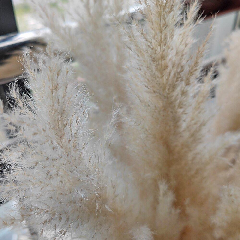 80 cm naturlig, ægte tørret pampasgræs buket (hvid / beige / grå) │ fluffy fjer til moderne boho boligindretning