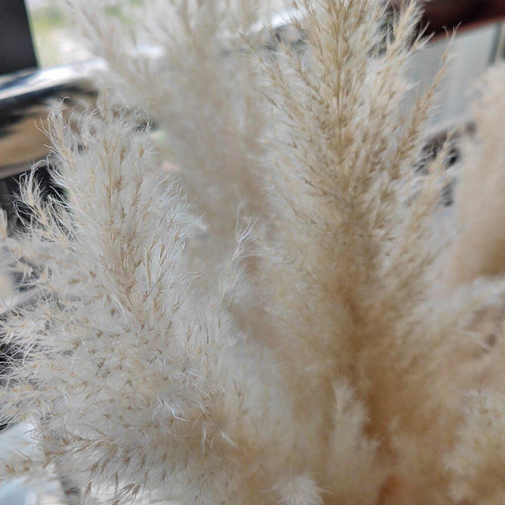 80 cm naturlig, ægte tørret pampasgræs buket (hvid / beige / grå) │ fluffy fjer til moderne boho boligindretning