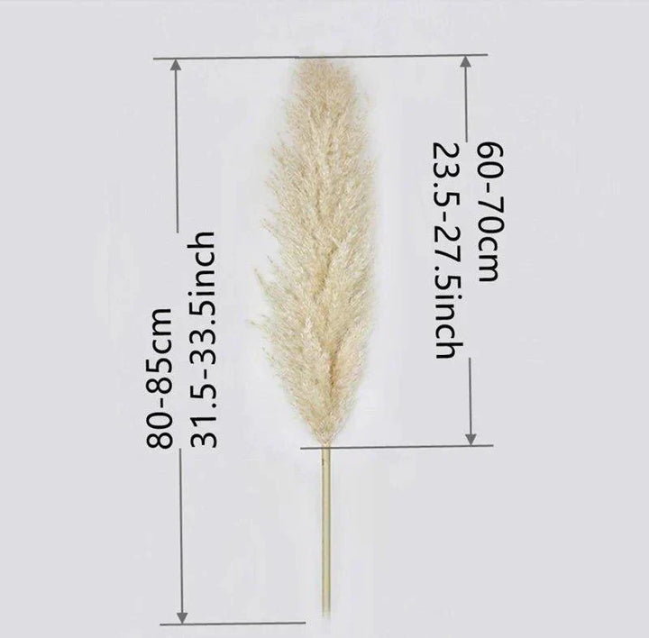 80 cm naturlig, ægte tørret pampasgræs buket (hvid / beige / grå) │ fluffy fjer til moderne boho boligindretning