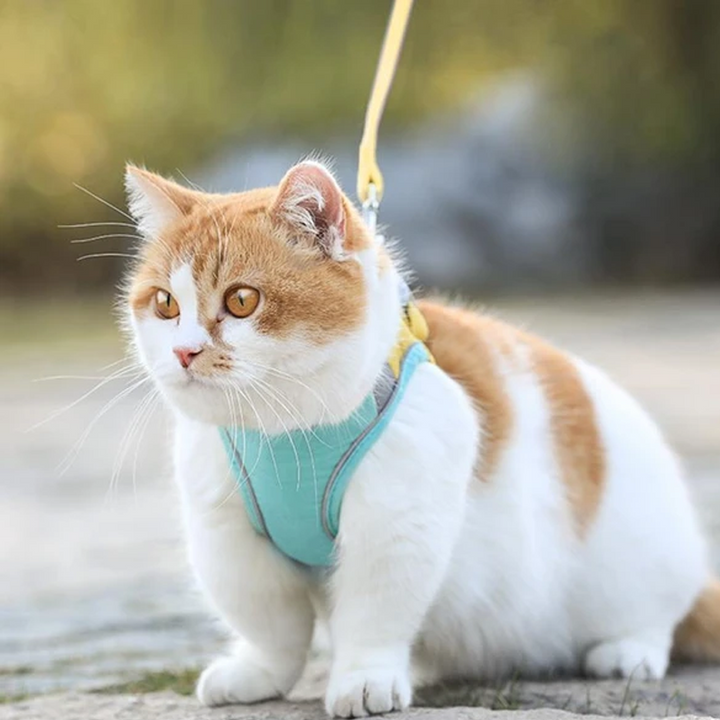 Katte Vest Sele og Snor Sæt
