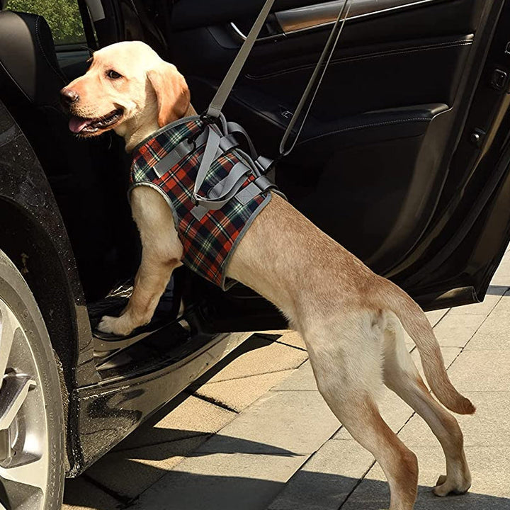 Ortopædisk Bagben Støtte Sele til Hunde – Ideel til Artritis, Hofte Dysplasi &amp; Mobilitets Hjælp