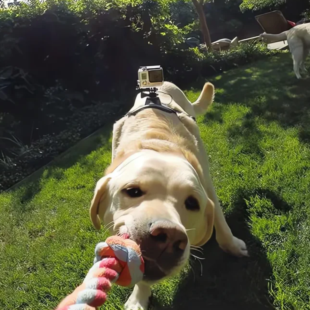 Action-Cam Hundesele med 360° Perspektiv