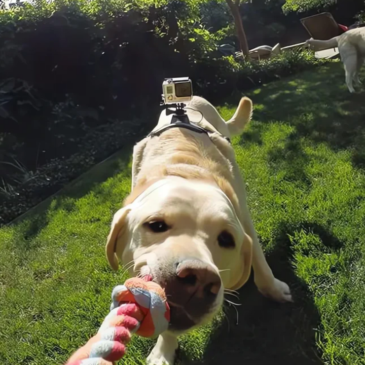 Action-Cam Hundesele med 360° Perspektiv