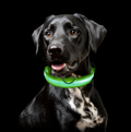 Lysende Hundehalsbånd - Blinkende Hundehalsbånd