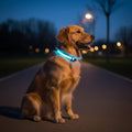 LED Sikkerheds Hundehalsbånd med Justerbar Pasform