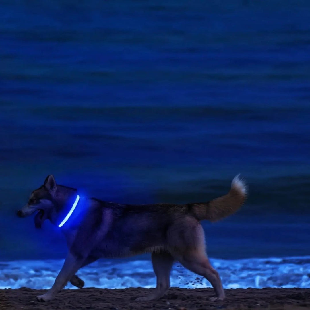 LED Sikkerheds Hundehalsbånd med Justerbar Pasform