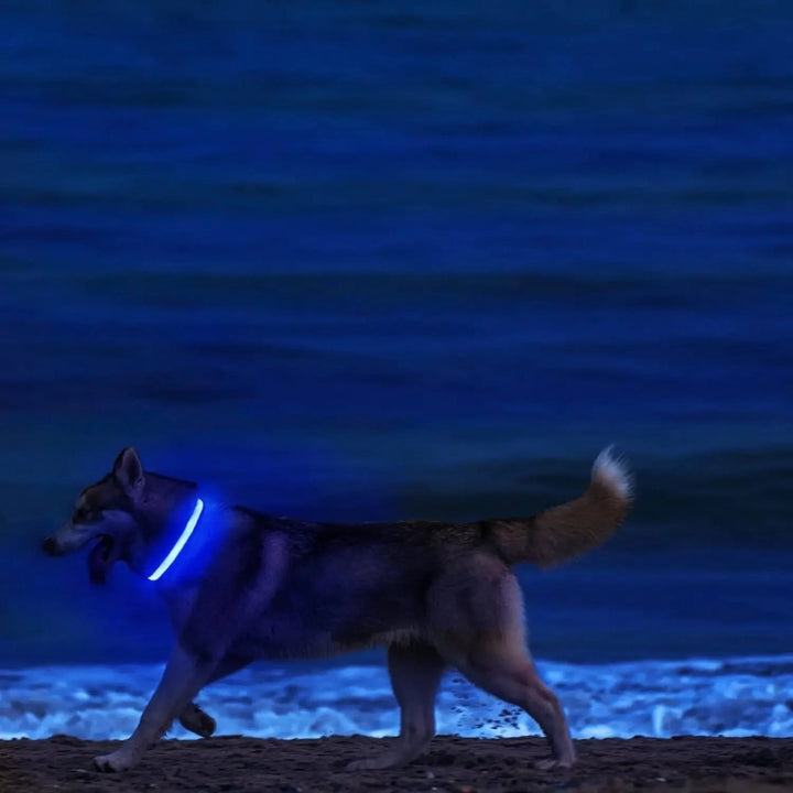LED Sikkerheds Hundehalsbånd med Justerbar Pasform