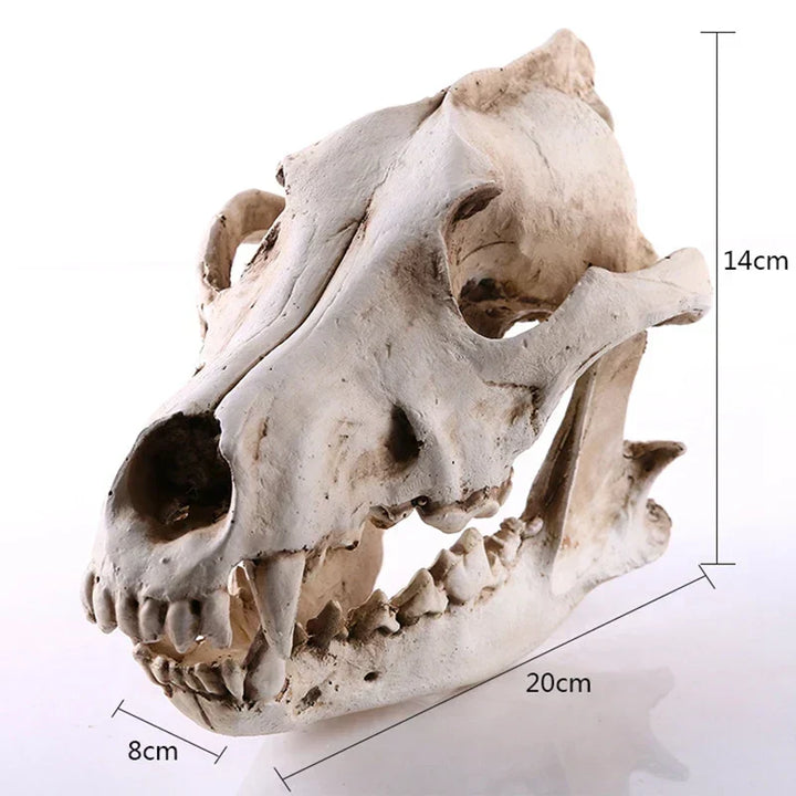 Ulveskull Skulptur Model