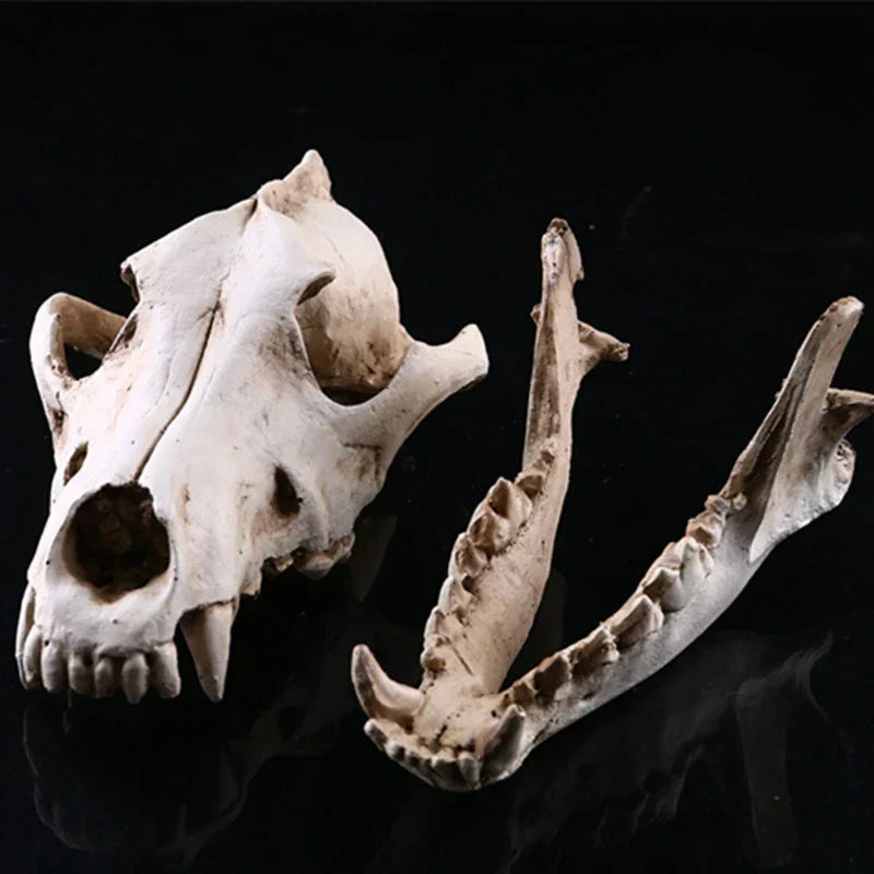 Ulveskull Skulptur Model