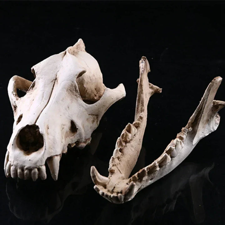 Ulveskull Skulptur Model