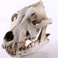 Ulveskull Skulptur Model