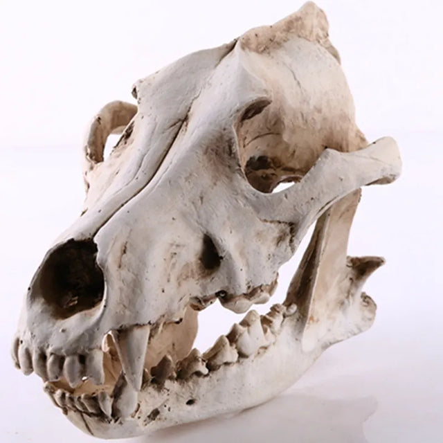 Ulveskull Skulptur Model