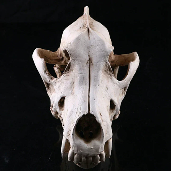 Ulveskull Skulptur Model