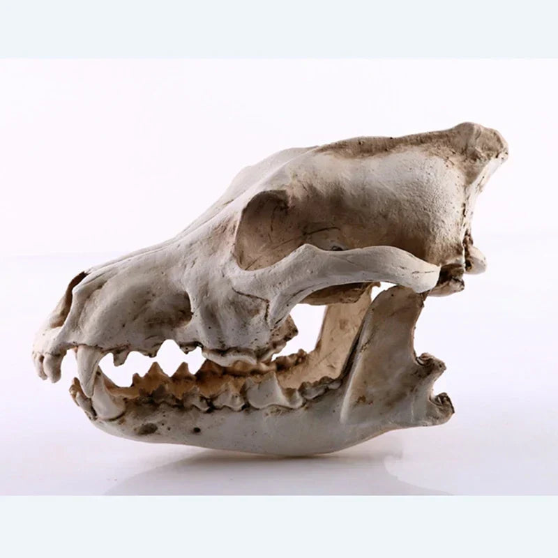 Ulveskull Skulptur Model