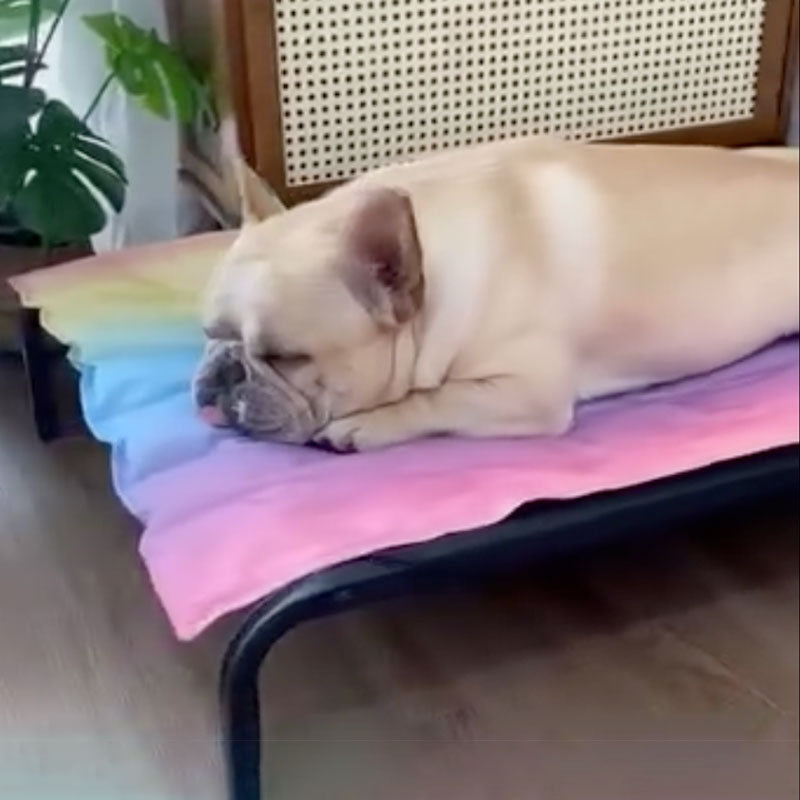 IcePup Frenchie Sommer Køllemåtte med Avanceret Is Teknologi |