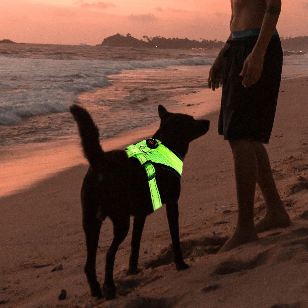 LED Hundesele USB genopladelig &amp; justerbar