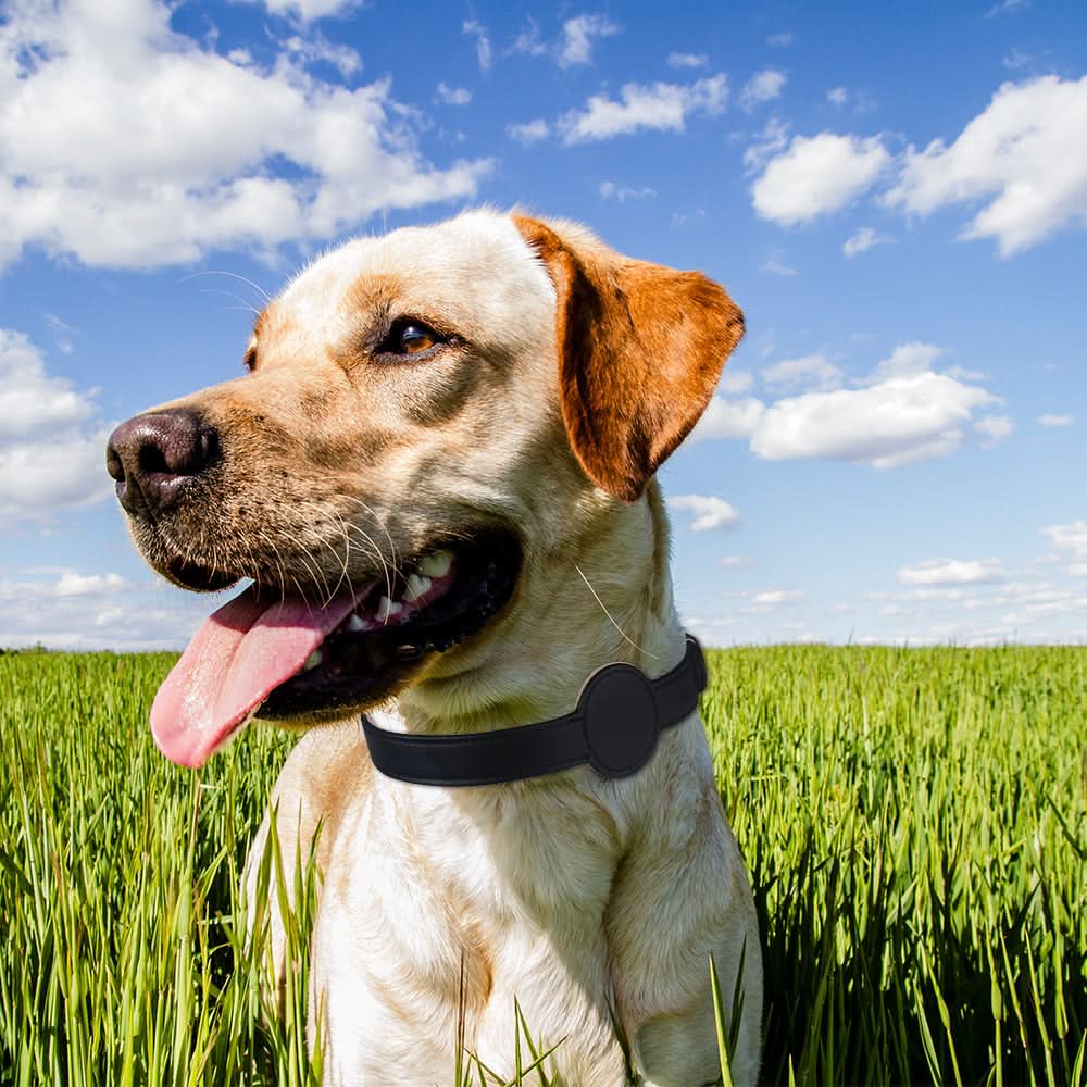 Hundehalsbånd med integreret AirTag-holder for sikkerhed og stil