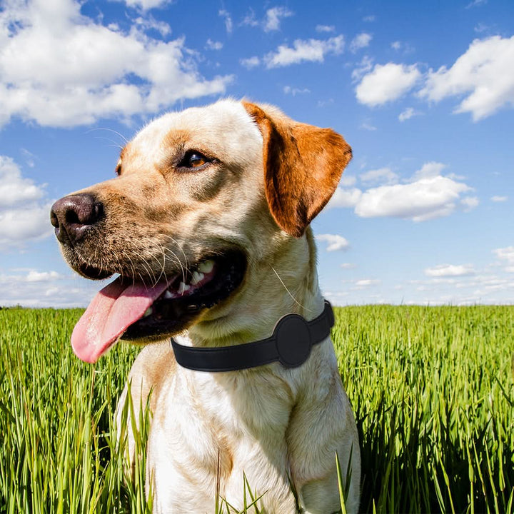 Hundehalsbånd med integreret AirTag-holder for sikkerhed og stil