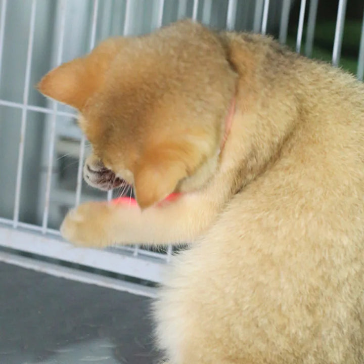 Freesthetic Laser Krave til Katte