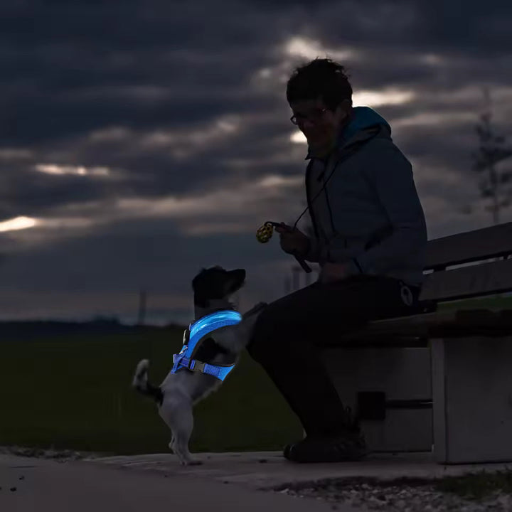 LED Hundesele USB genopladelig &amp; justerbar