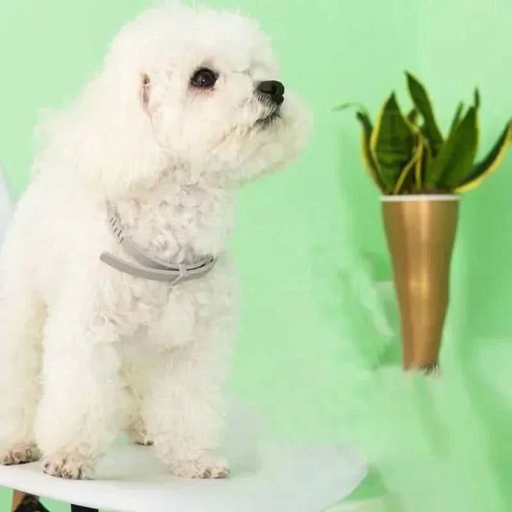 FLASHIELD COLLAR – Urtebaseret flåtforsvarskrage til hunde og katte
