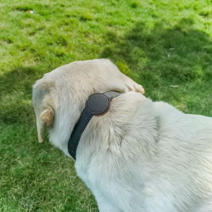 Hundehalsbånd med integreret AirTag-holder for sikkerhed og stil
