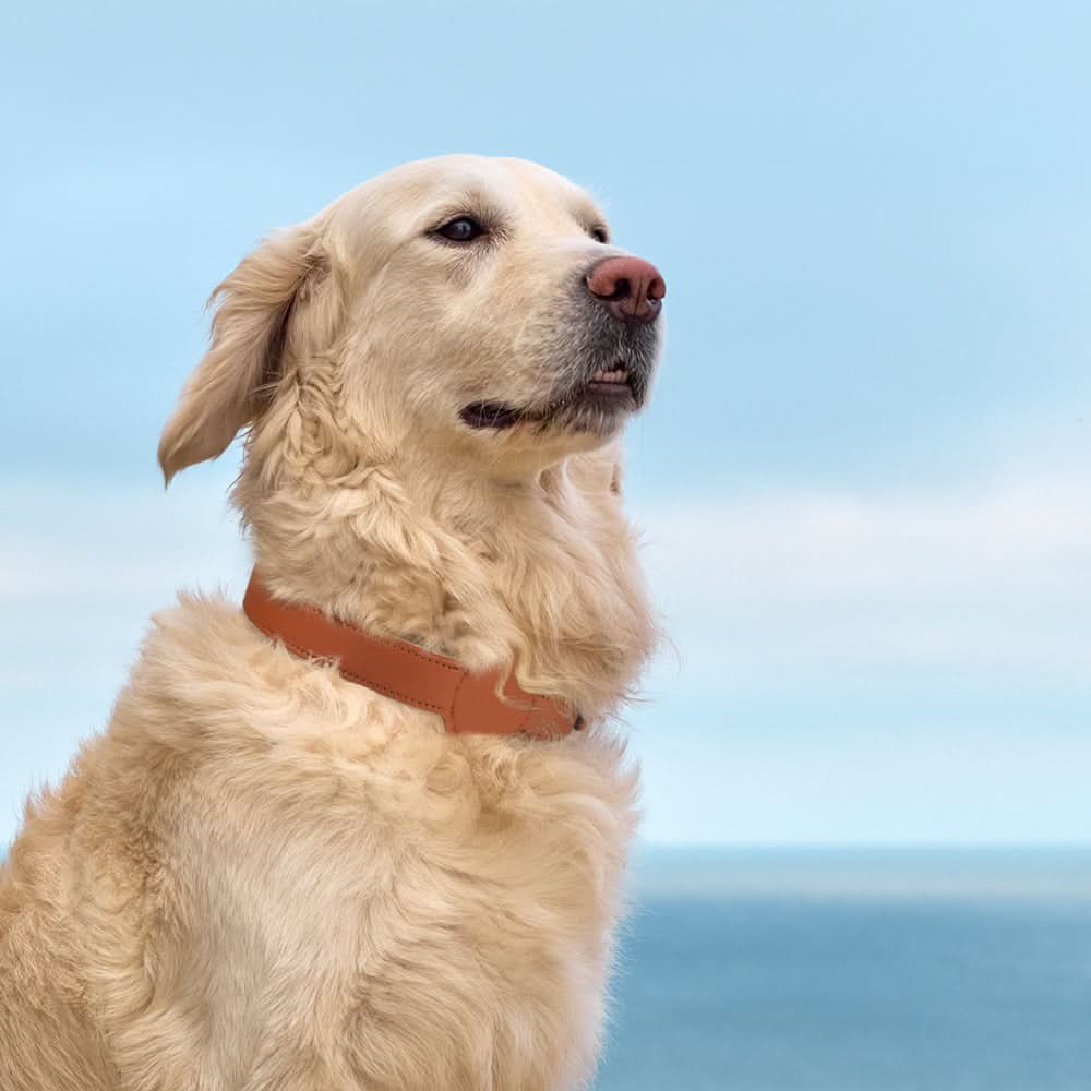 Hundehalsbånd med integreret AirTag-holder for sikkerhed og stil