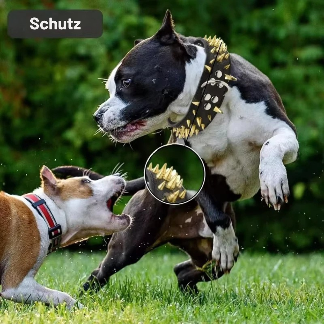 Hundehalsbånd med nitter til store hunde