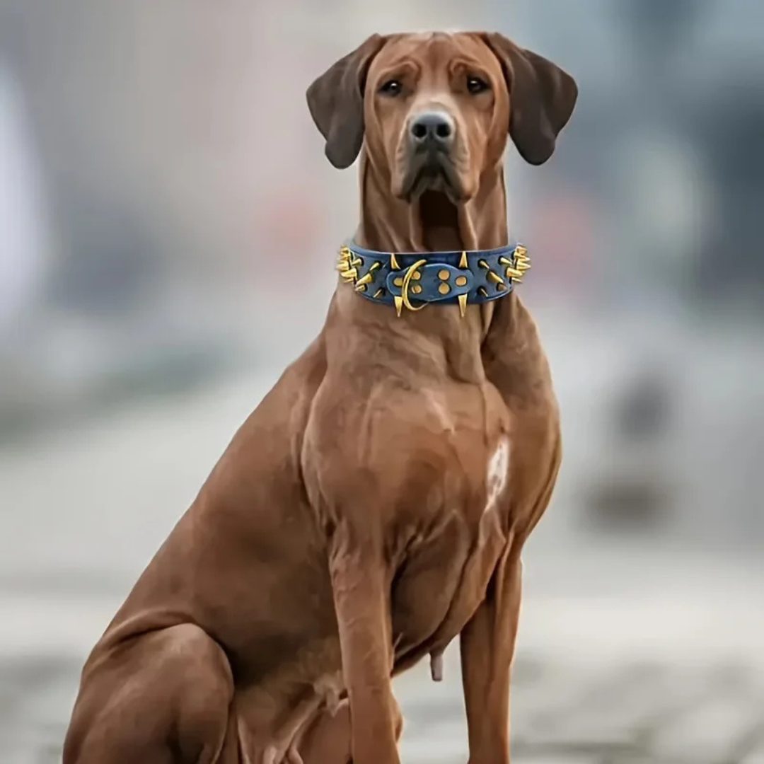 Hundehalsbånd med nitter til store hunde