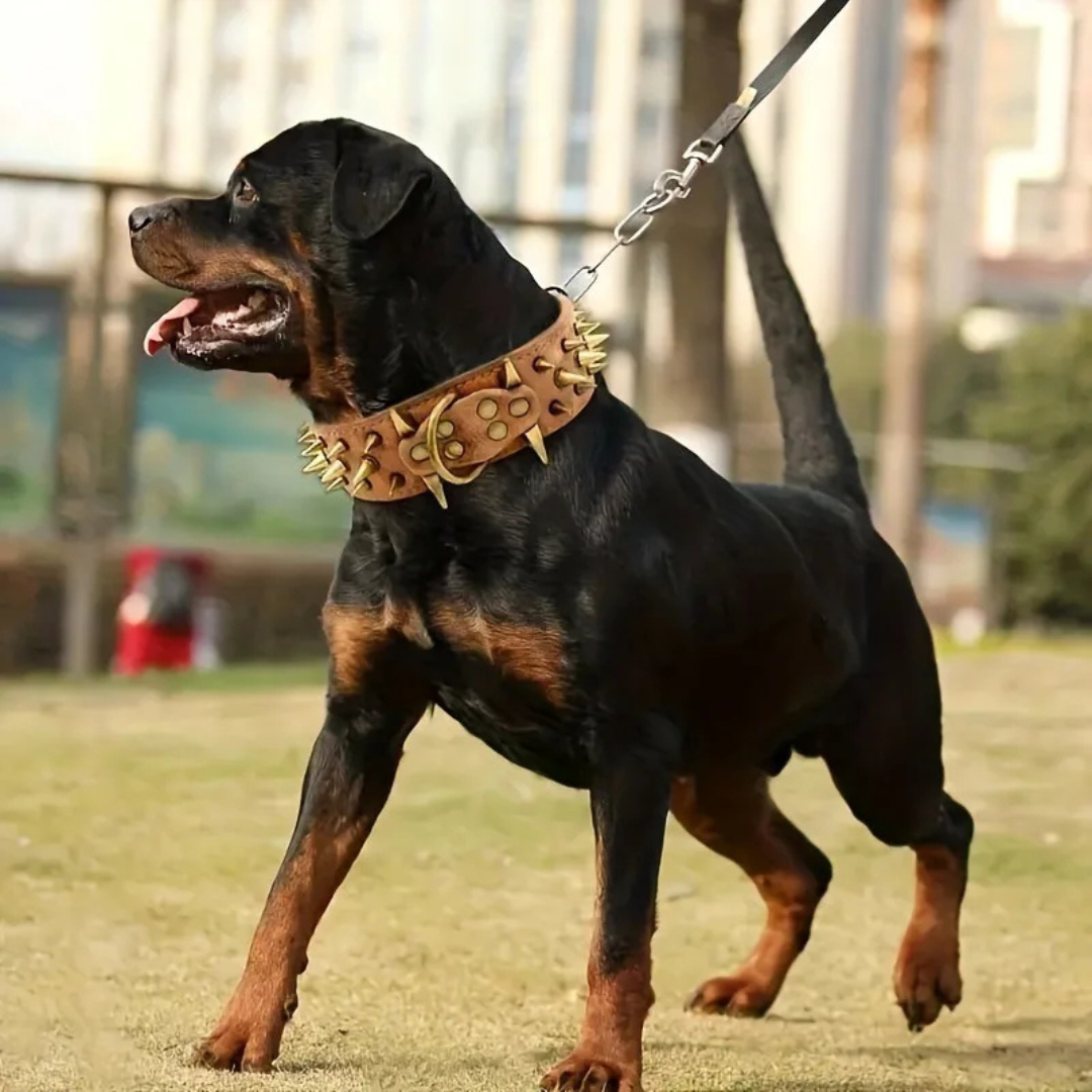 Hundehalsbånd med nitter til store hunde