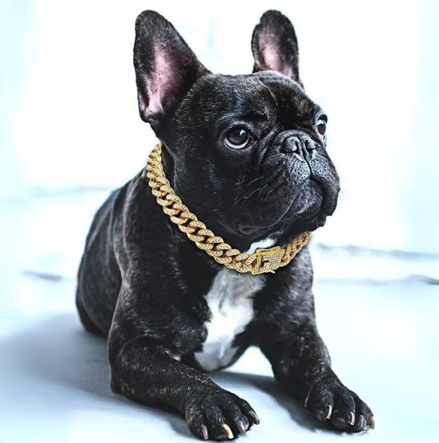 BlingPaws • Hund Guld Kæde Halsbånd