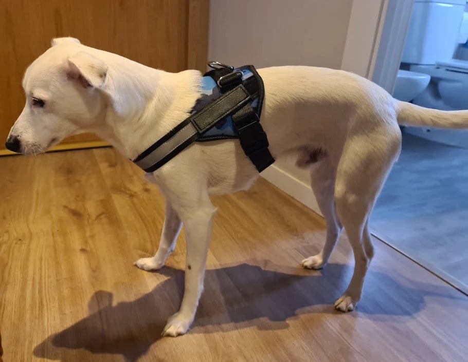 Anti Choke Hundesele