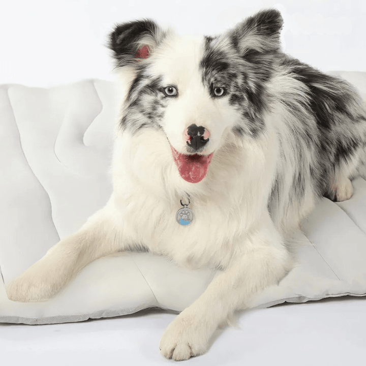 CoolPaws Kølemåtte – Selv-kølende Hundemåtte til Lindre Varme om Sommeren