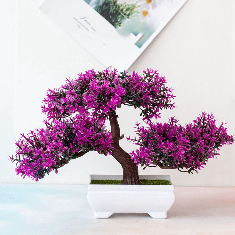 Plant Bonsai