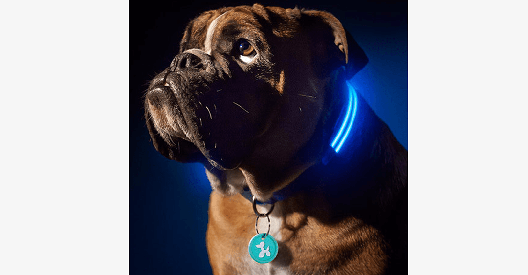 LED Hundehalsbånd – Hold øje med din kæledyr!