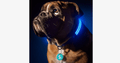 LED Hundehalsbånd – Hold øje med din kæledyr!