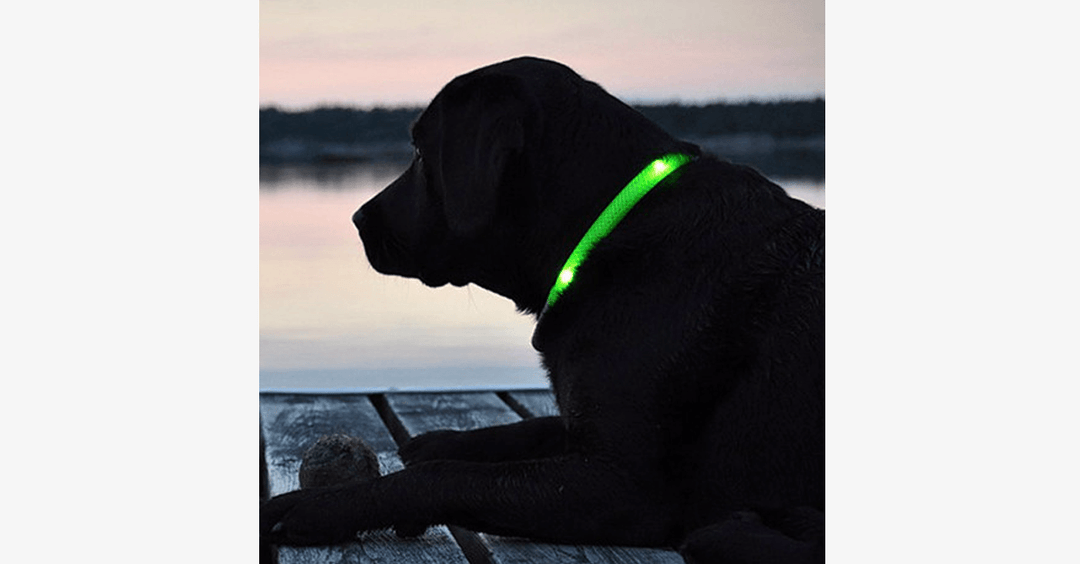 LED Hundehalsbånd – Hold øje med din kæledyr!