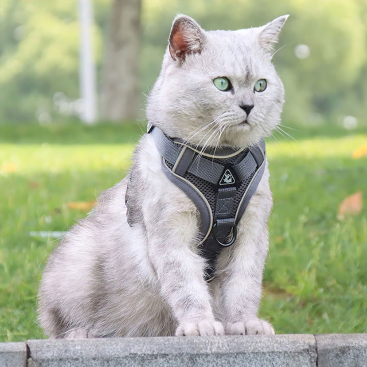 Komfort Katte Sele