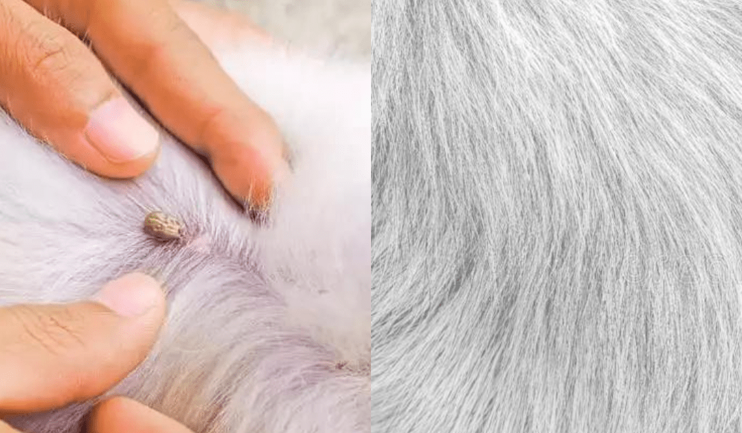 FLASHIELD – Anti-lopper &amp; Flåtkæde til Hunde og Katte med Naturlig Beskyttelse
