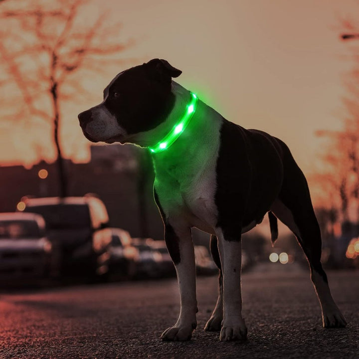 GlowGuard • AirTag Hundehalsbånd