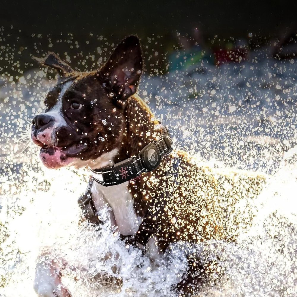 GlowGuard • AirTag Hundehalsbånd