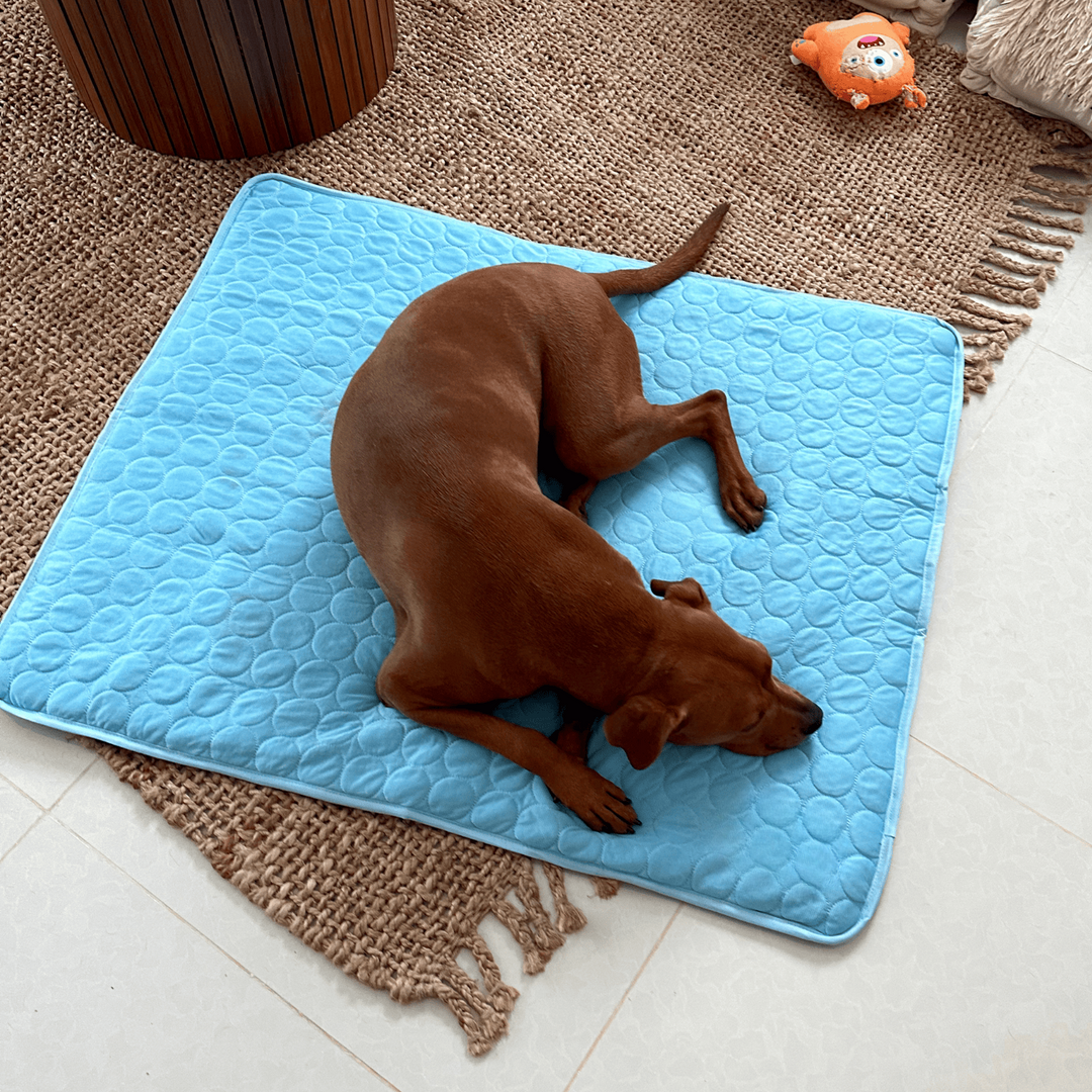 Innovativ Kølemåtte til Hunde (4x Køleeffekt) - ChillComfort